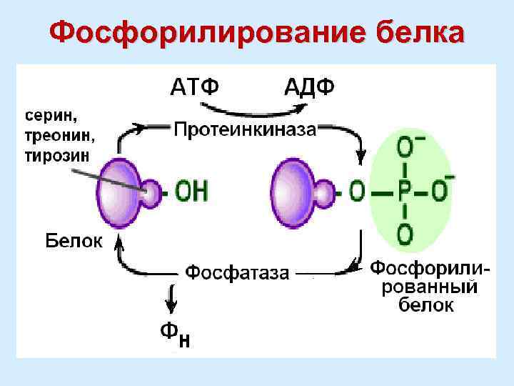 Фосфорилирование белка 