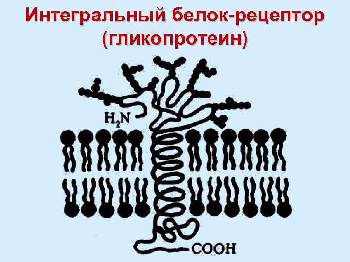 Интегральный белок-рецептор (гликопротеин) 