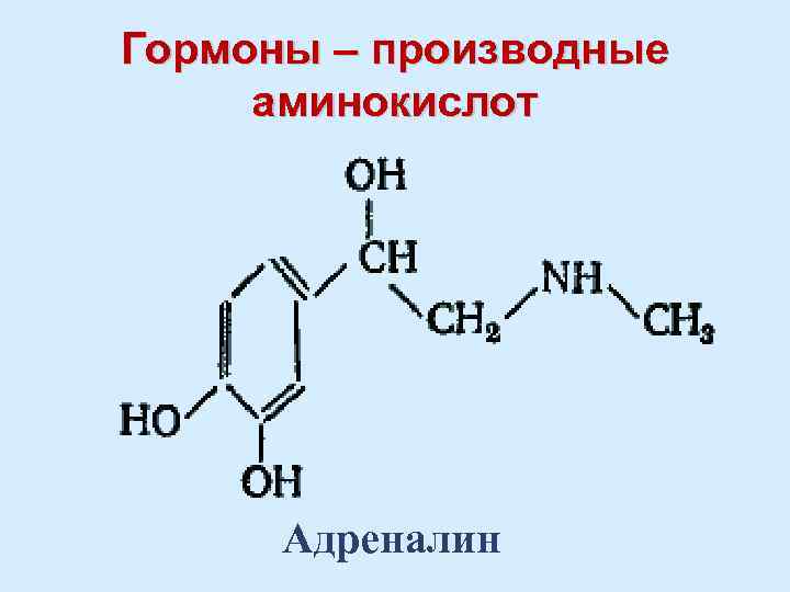 Гормоны – производные аминокислот Адреналин 