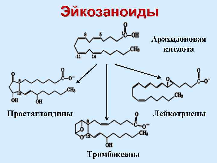 Эйкозаноиды Арахидоновая кислота Простагландины Лейкотриены Тромбоксаны 