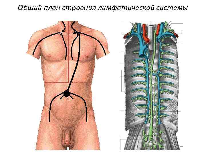 Общий план строения лимфатической системы 