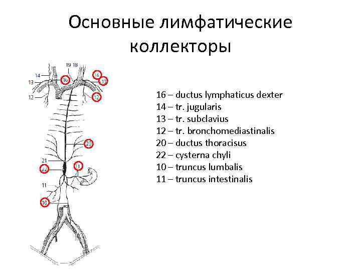 Лимфатические протоки схема