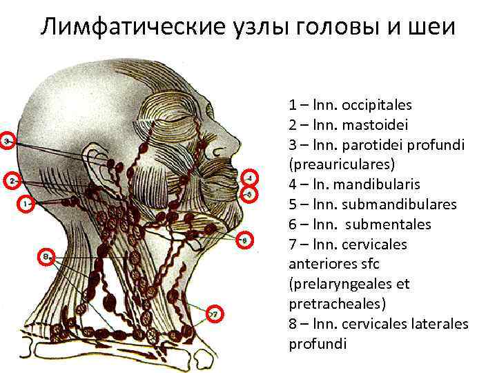 Лимфатические узлы головы и шеи 1 – lnn. occipitales 2 – lnn. mastoidei 3