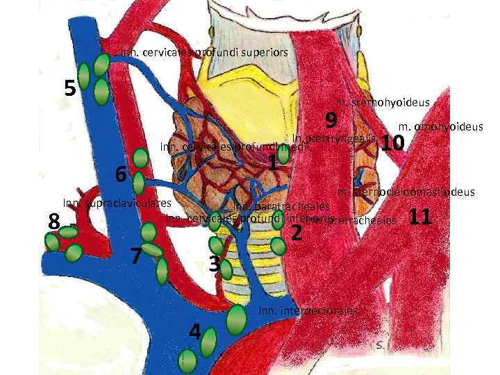 lnn. cervicales profundi superiors 5 m. sternohyoideus 9 ln. prelaryngealis lnn. cervicales profundi medii