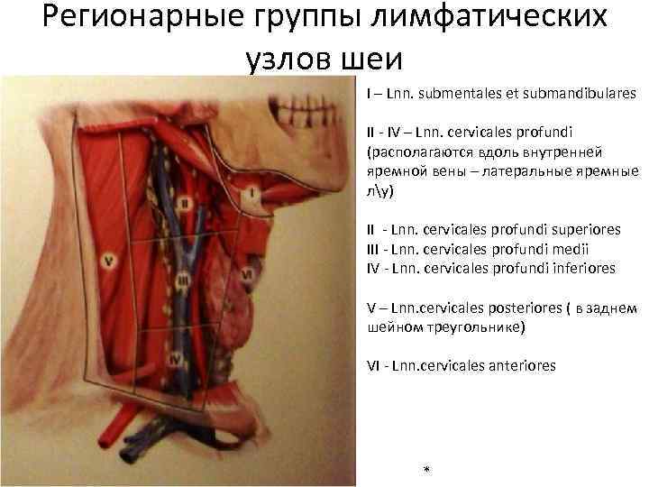 Регионарные группы лимфатических узлов шеи I – Lnn. submentales et submandibulares II - IV
