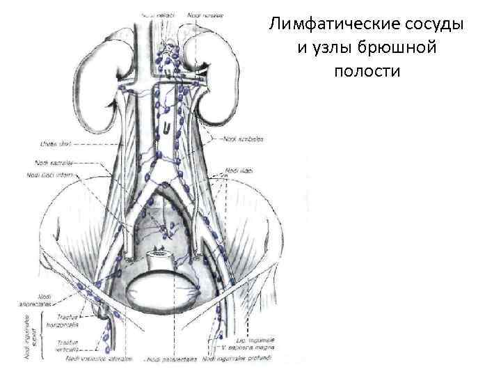 Лимфатические сосуды и узлы брюшной полости 