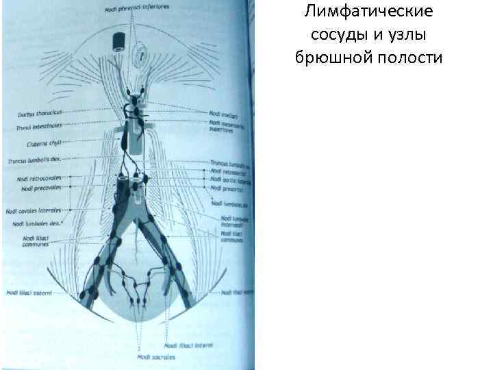 Лимфатические сосуды и узлы брюшной полости 