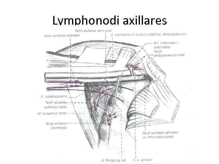 Lymphonodi axillares 