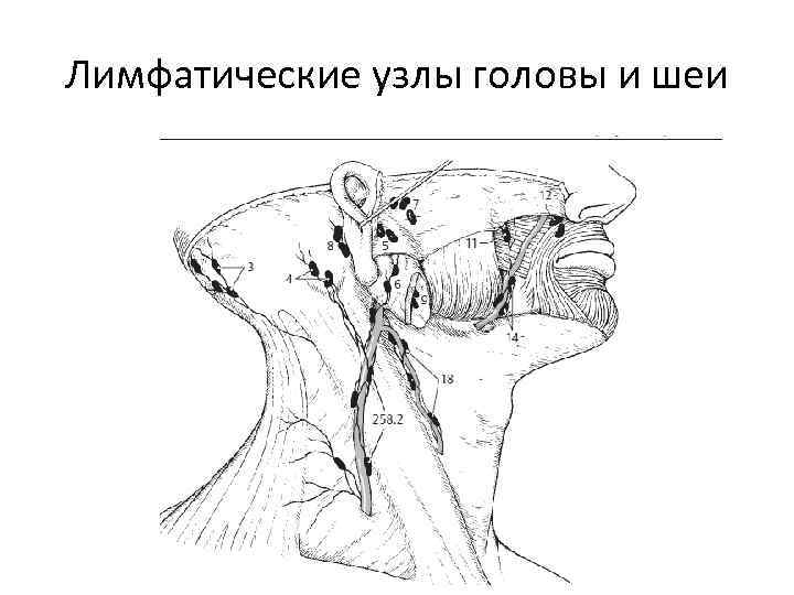 Лимфатические узлы головы и шеи 