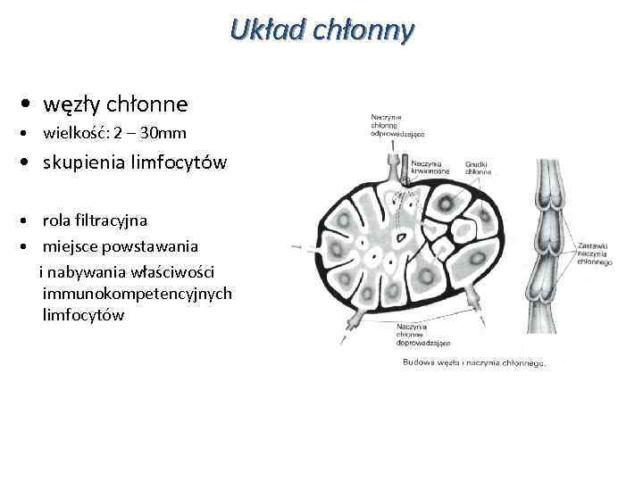 Układ chłonny • węzły chłonne • wielkość: 2 – 30 mm • skupienia limfocytów