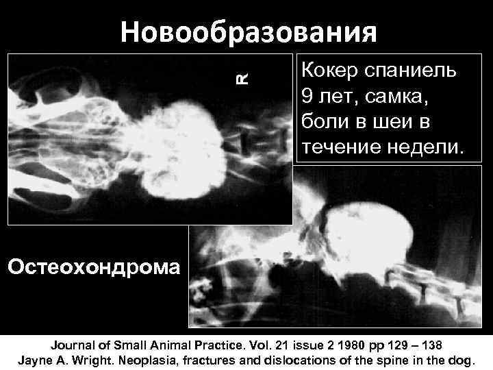 Новообразования Кокер спаниель 9 лет, самка, боли в шеи в течение недели. Остеохондрома Journal