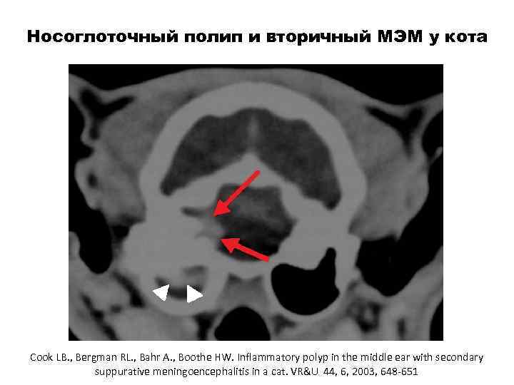 Носоглоточный полип и вторичный МЭМ у кота Cook LB. , Bergman RL. , Bahr