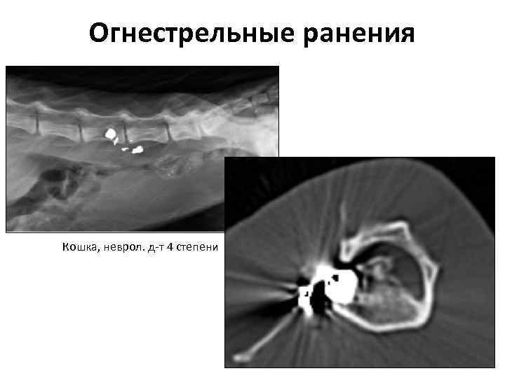 Огнестрельные ранения Кошка, неврол. д‐т 4 степени 