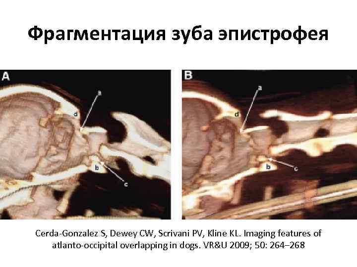 Фрагментация зуба эпистрофея Cerda‐Gonzalez S, Dewey CW, Scrivani PV, Kline KL. Imaging features of