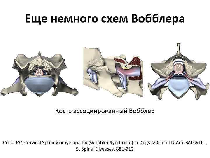 Еще немного схем Вобблера Кость ассоциированный Вобблер Costa RC, Cervical Spondylomyelopathy (Wobbler Syndrome) in