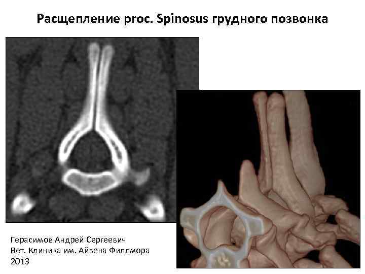 Расщепление proc. Spinosus грудного позвонка Герасимов Андрей Сергеевич Вет. Клиника им. Айвена Филлмора 2013