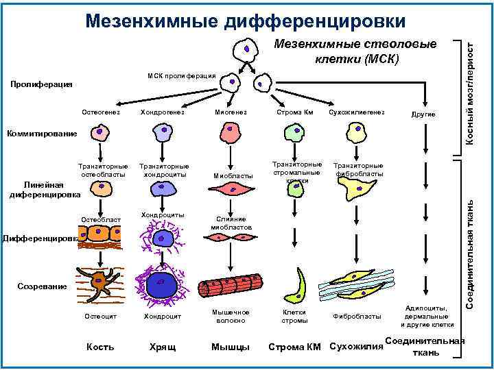 Мезенхимные стволовые клетки (МСК) МСК пролиферация Пролиферация Хондрогенез Миогенез Строма Км Сухожилиегенез Другие Коммитирование