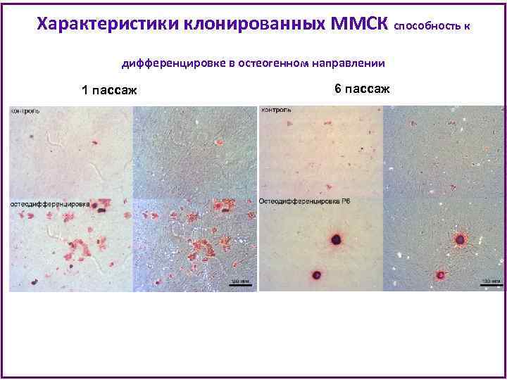 Характеристики клонированных ММСК способность к дифференцировке в остеогенном направлении 1 пассаж 6 пассаж 