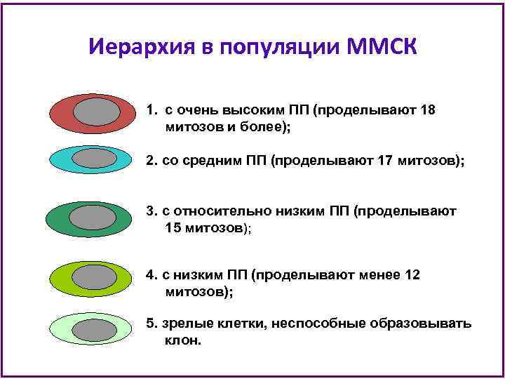 Иерархия в популяции ММСК 1. с очень высоким ПП (проделывают 18 митозов и более);