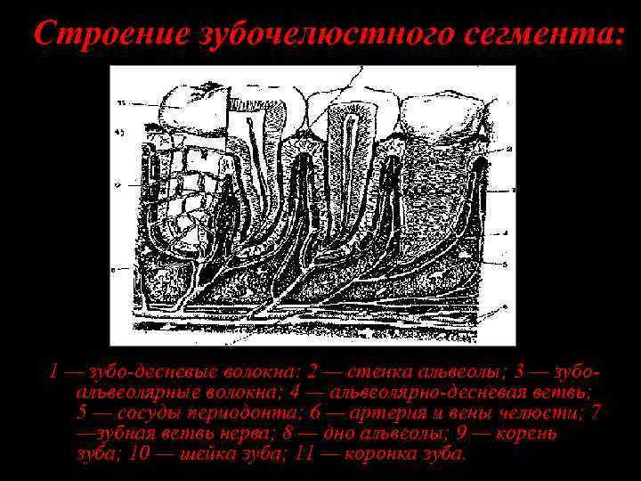 Строение зубочелюстного сегмента: 1 — зубо-десневые волокна: 2 — стенка альвеолы; 3 — зубоальвеолярные