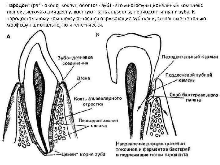 Пародонт (par - около, вокруг, odontos - зуб) - это многофункциональный комплекс тканей, включающий