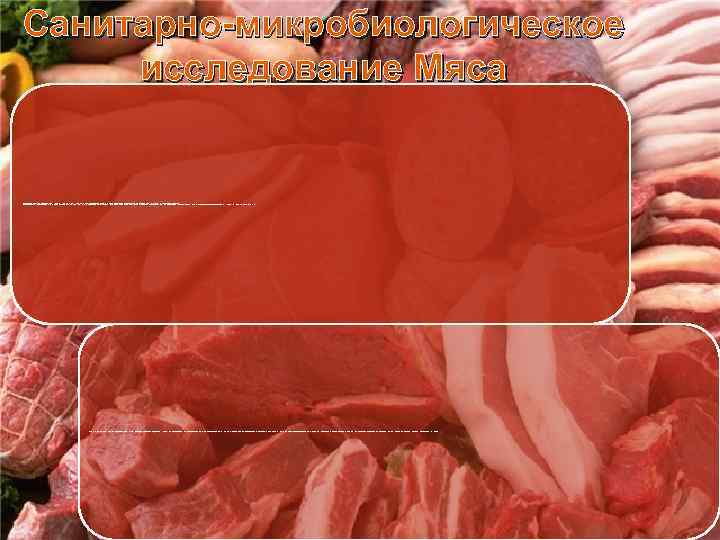 Санитарно-микробиологическое исследование Мяса Мясо и мясные продукты подвергают бактериологическому исследованию во всех случаях, когда