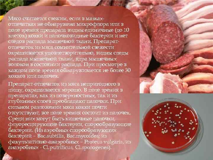 Мясо считается свежим, если в мазкахотпечатках не обнаружена микрофлора или в поле зрения препарата
