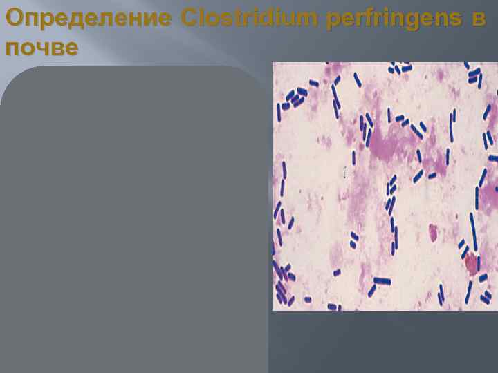 Определение Clostridium perfringens в почве 