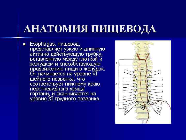 АНАТОМИЯ ПИЩЕВОДА n Esophagus, пищевод, представляет узкую и длинную активно действующую трубку, вставленную между