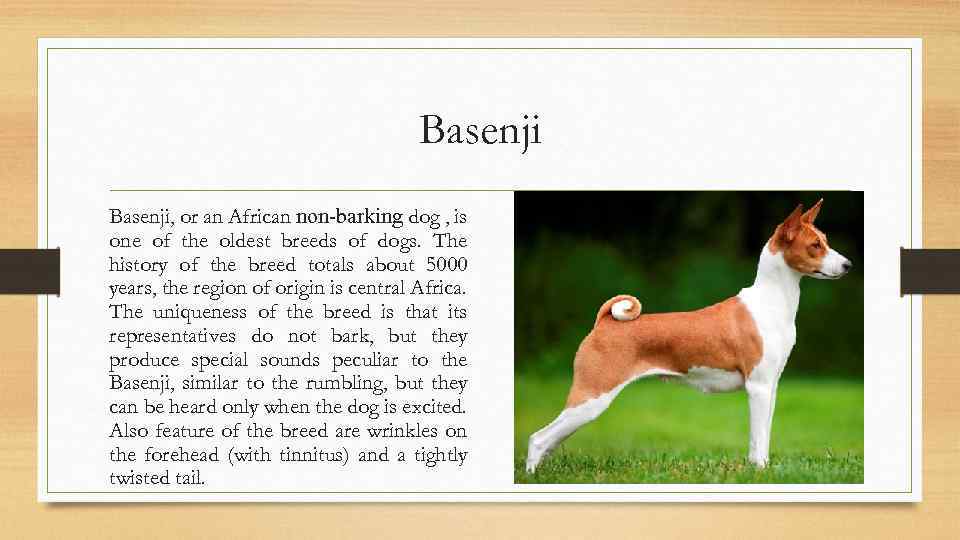 Basenji, or an African non-barking dog , is one of the oldest breeds of