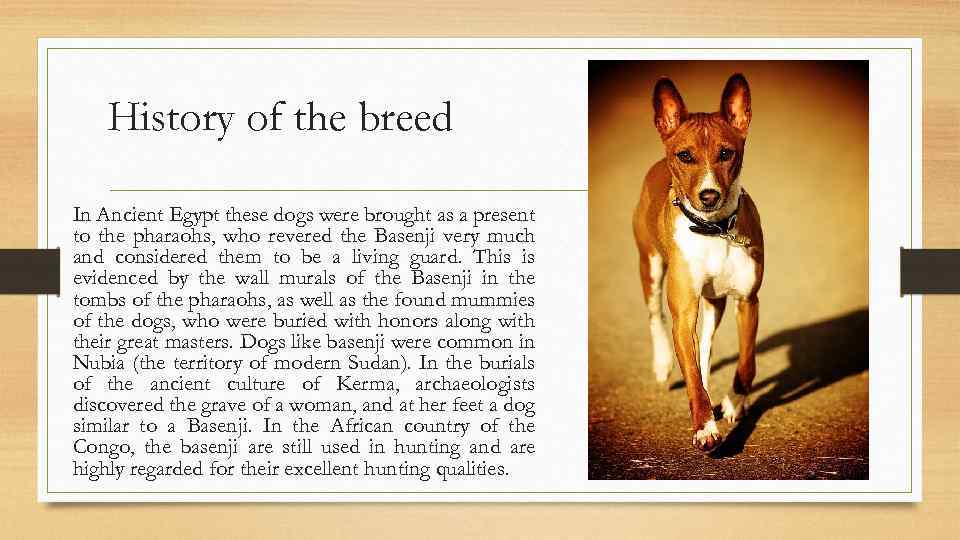 History of the breed In Ancient Egypt these dogs were brought as a present