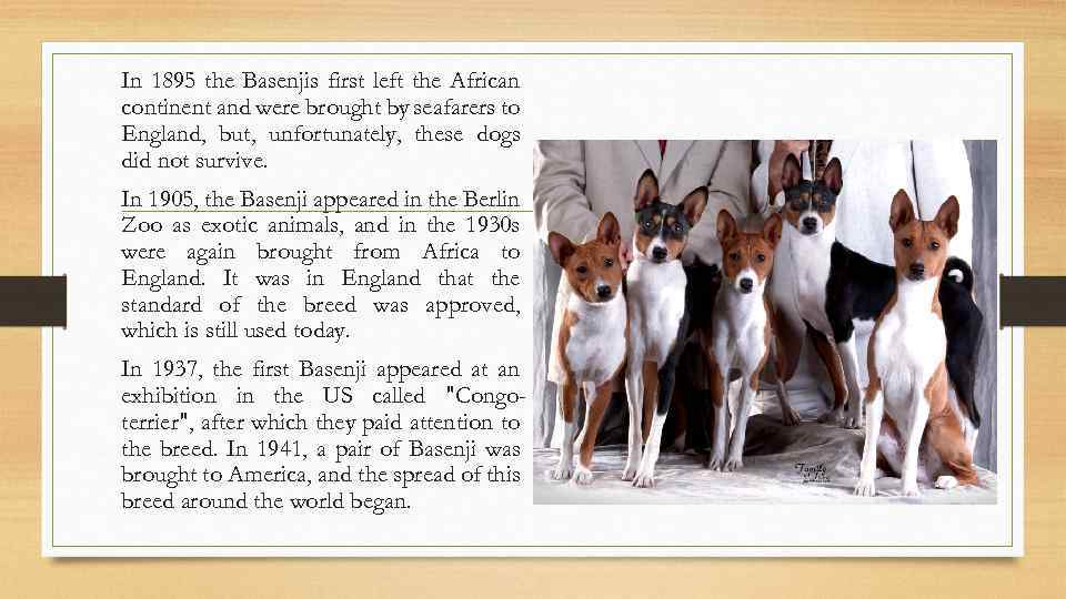 In 1895 the Basenjis first left the African continent and were brought by seafarers