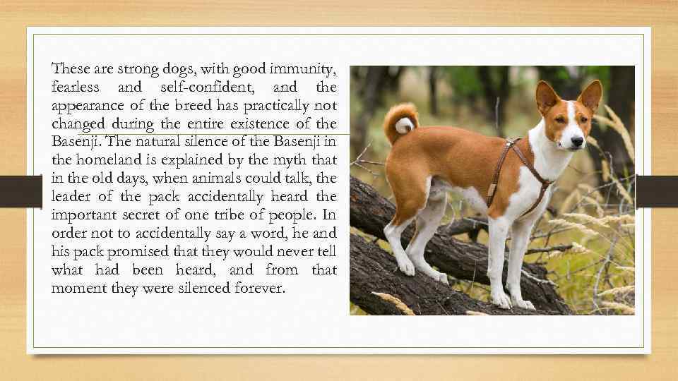 These are strong dogs, with good immunity, fearless and self-confident, and the appearance of
