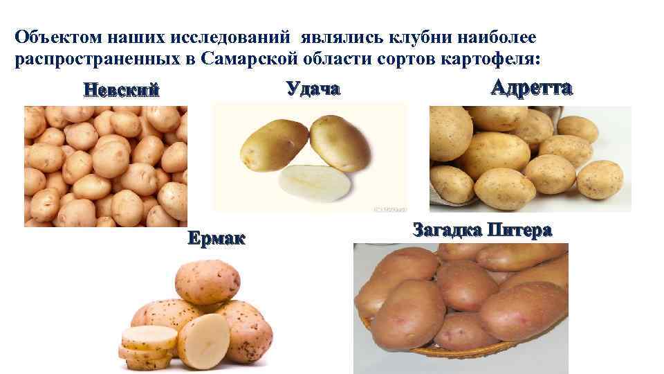 Объектом наших исследований являлись клубни наиболее распространенных в Самарской области сортов картофеля: Удача Невский