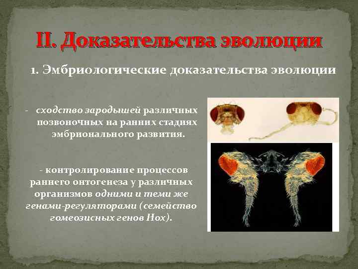 II. Доказательства эволюции 1. Эмбриологические доказательства эволюции - сходство зародышей различных позвоночных на ранних