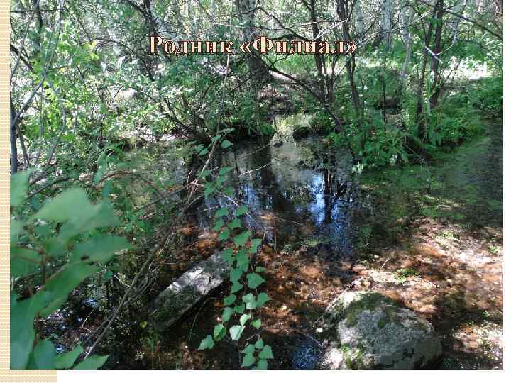 Родник «Филиал» 