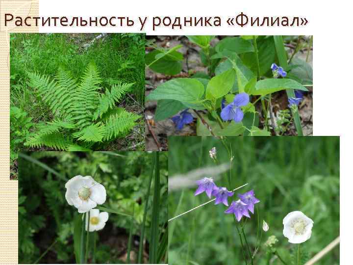 Растительность у родника «Филиал» 