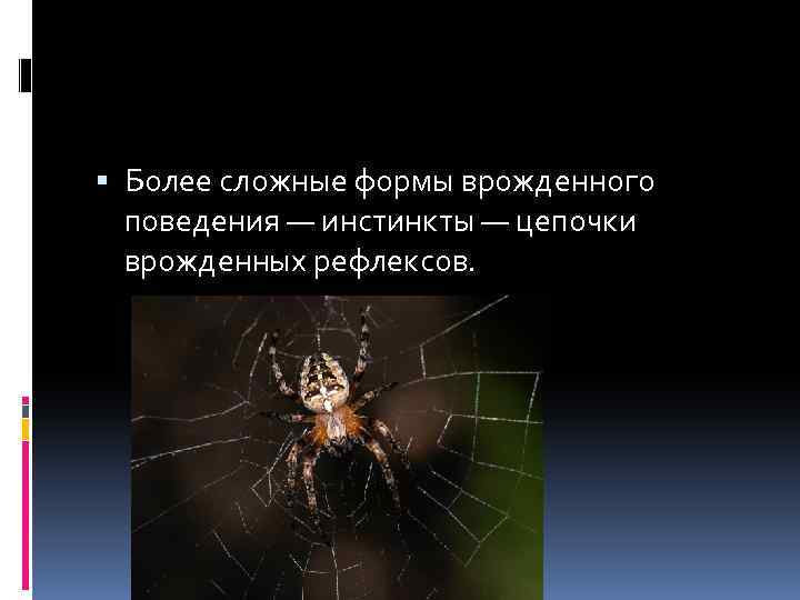  Более сложные формы врожденного поведения — инстинкты — цепочки врожденных рефлексов. 