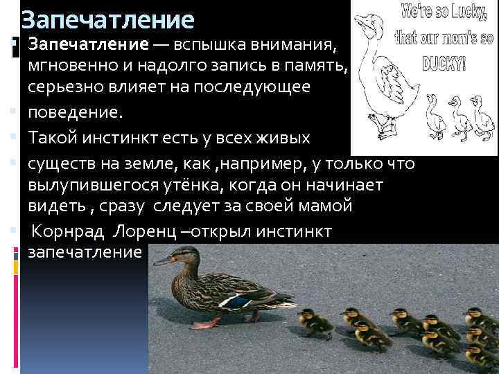 Запечатление — вспышка внимания, мгновенно и надолго запись в память, серьезно влияет на последующее