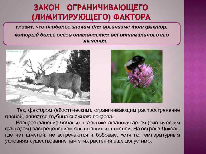 ЗАКОН ОГРАНИЧИВАЮЩЕГО (ЛИМИТИРУЮЩЕГО) ФАКТОРА гласит, что наиболее значим для организма тот фактор, который более