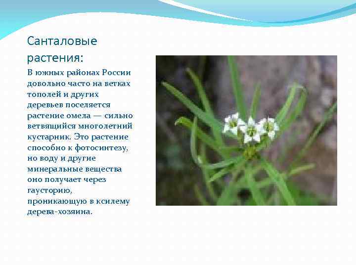 Санталовые растения: В южных районах России довольно часто на ветках тополей и других деревьев