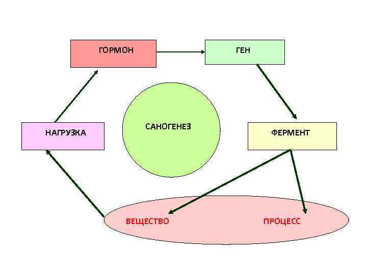 ГОРМОН НАГРУЗКА ГЕН САНОГЕНЕЗ ВЕЩЕСТВО ФЕРМЕНТ ПРОЦЕСС 