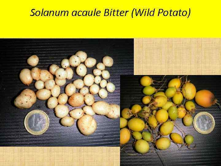 Solanum acaule Bitter (Wild Potato) 