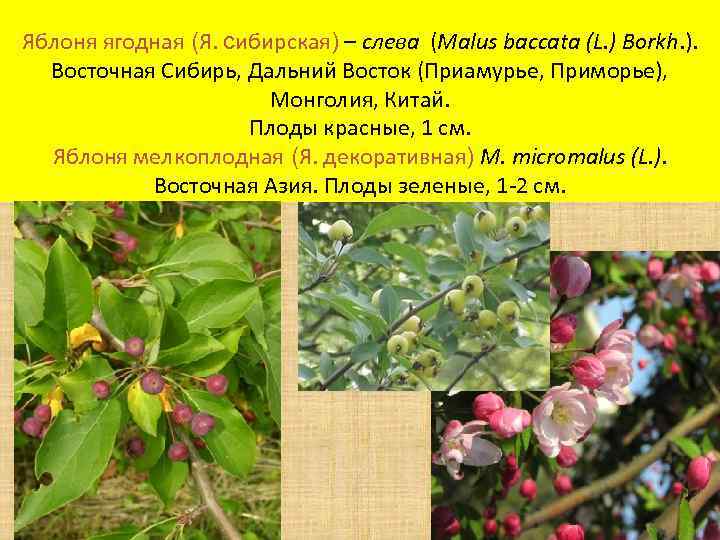 Яблоня ягодная (Я. сибирская) – слева (Malus baccata (L. ) Borkh. ). Восточная Сибирь,