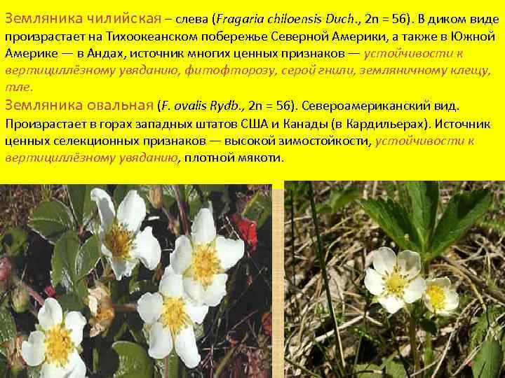 Земляника чилийская – слева (Fragaria chiloensis Duch. , 2 n = 56). В диком