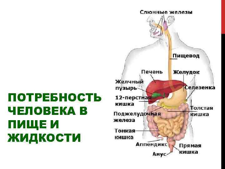 Потребность человека в пище