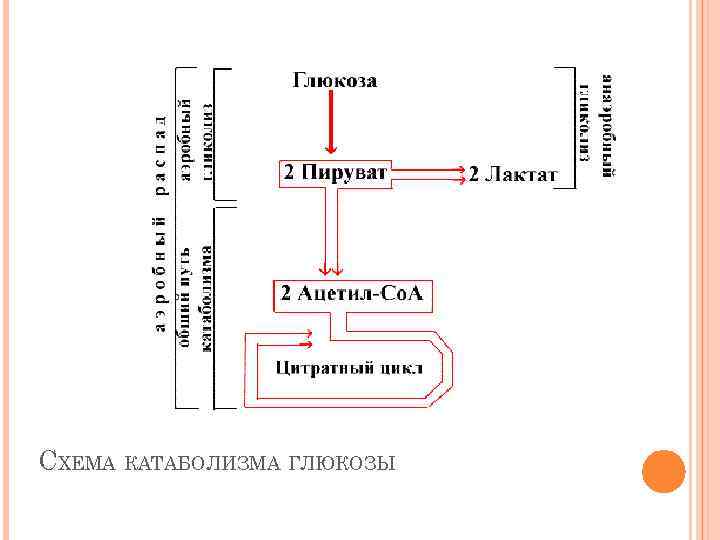 СХЕМА КАТАБОЛИЗМА ГЛЮКОЗЫ 