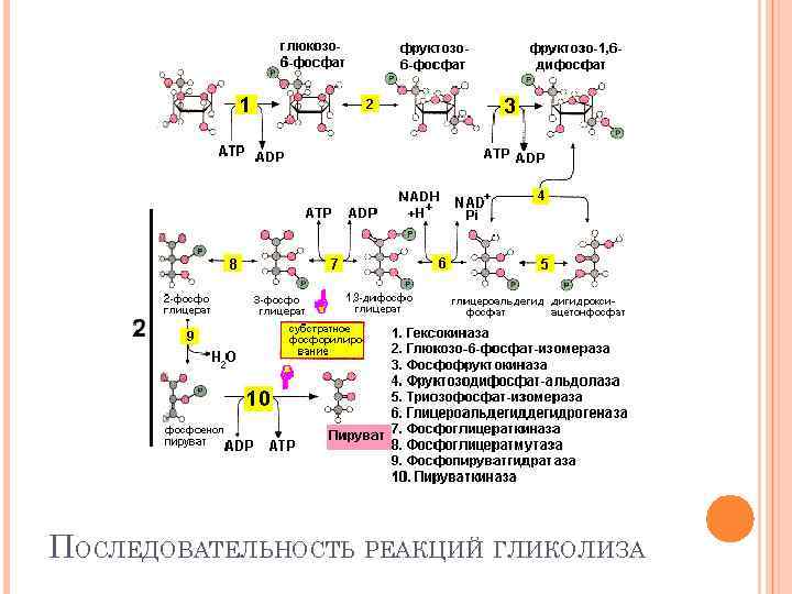 ПОСЛЕДОВАТЕЛЬНОСТЬ РЕАКЦИЙ ГЛИКОЛИЗА 