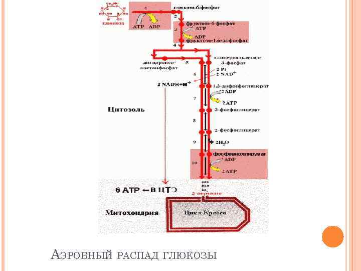 АЭРОБНЫЙ РАСПАД ГЛЮКОЗЫ 