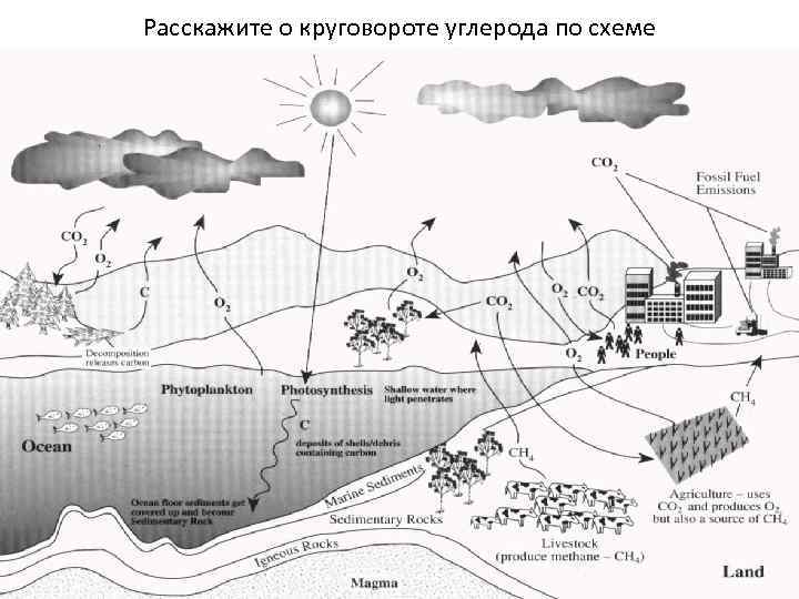 Расскажите о круговороте углерода по схеме 